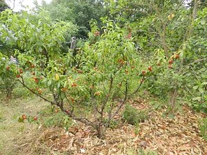 Huerta Agroecológica