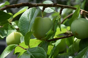 Podbukovc Organic & Permaculture Farm