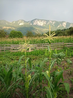 După Gard Permaculture Transylvanian