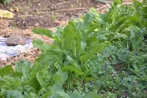 Podbukovc Organic & Permaculture Farm