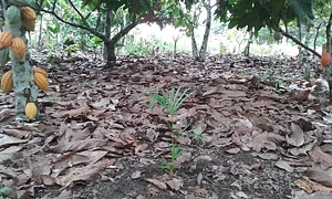 Sucupira Agroflorestas