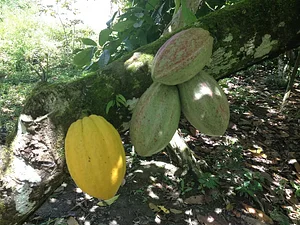 Sucupira Agroflorestas