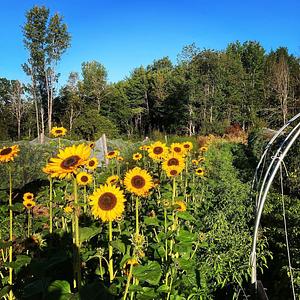 Foxgreen Farmstand