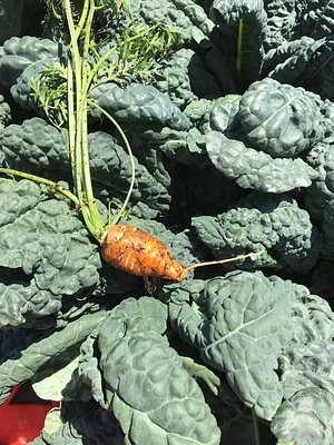 Foxgreen Farmstand