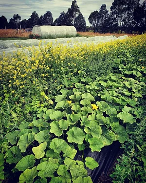 Permaculture at The Food Farm