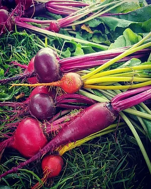 Permaculture at The Food Farm