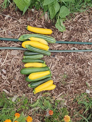Permaculture at The Food Farm
