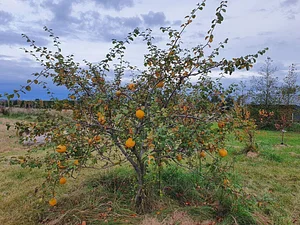 Permaculture at The Food Farm