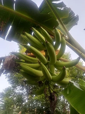 EarthCare Permaculture Ghana