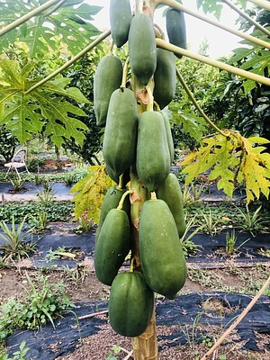 Ananda Suruci Farm