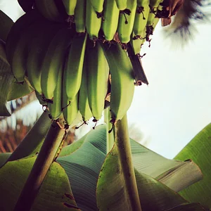 Ananda Suruci Farm