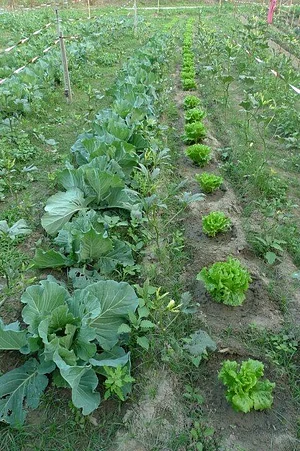 Ananda Suruci Farm