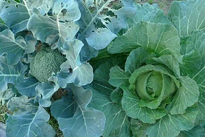 Ananda Suruci Farm