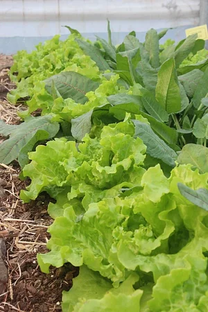 Petrera Permaculture Land