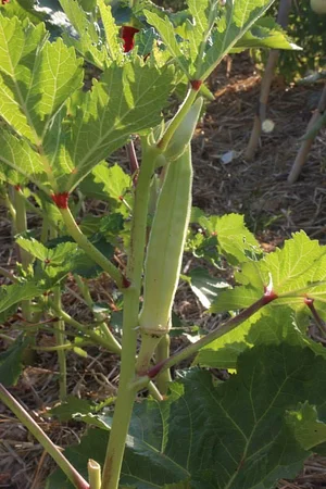 Petrera Permaculture Land
