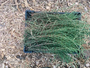Petrera Permaculture Land