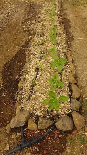 Petrera Permaculture Land