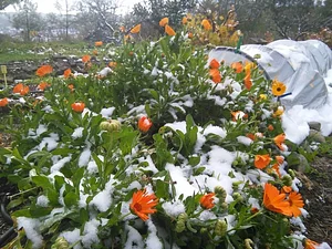 Petrera Permaculture Land