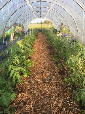 Talking Tree Farm