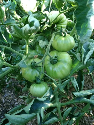 Shams Permaculture
