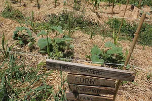 Shams Permaculture