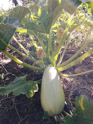 Shams Permaculture
