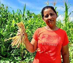Sistema Agroflorestal da Fazenda Grande