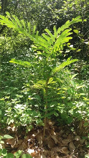 Desenvolvimento de plantas