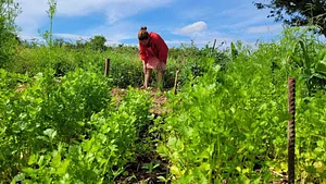 Cultivo de hortaliças nas entrelinhas dos SAF