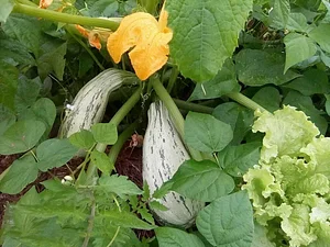 Permaculture à la ferme Permacole