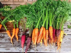 Green Connect Farm
