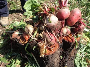 Green Connect Farm
