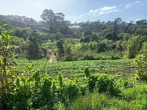 Green Connect Farm