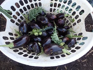 Green Connect Farm