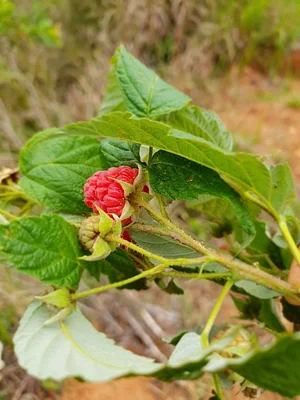 Framboise.