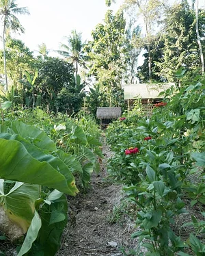 The Kul Kul Farm