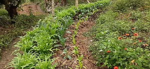 Granja Kokopelli