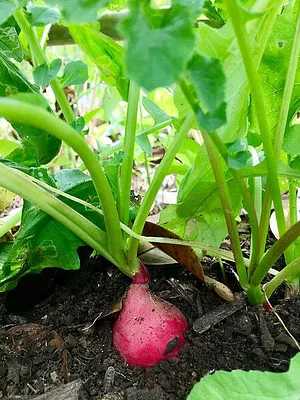 Association Akiba​