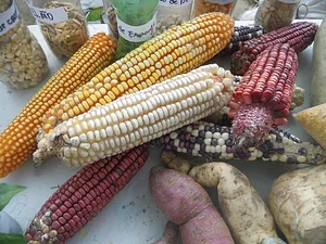 Wazaka´ye Agroecologia 2