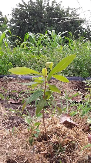 Wazaka´ye Agroecologia 3