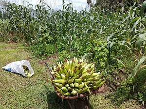 Finca Agroecologica Vivencias Campesinas​