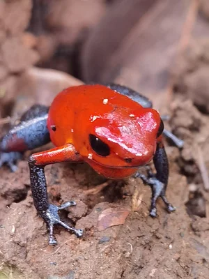 Finca Agroecologica Vivencias Campesinas​