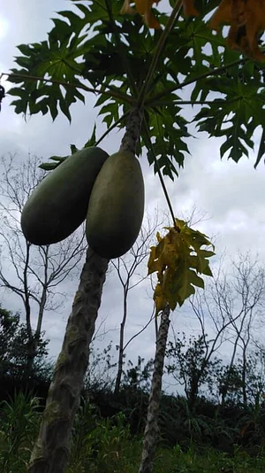 Finca Agroecologica Vivencias Campesinas​