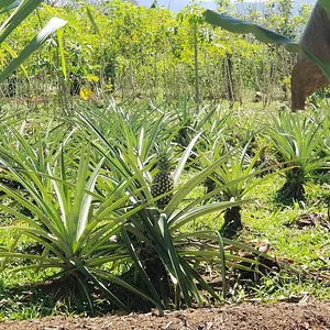 Finca Agroecologica Vivencias Campesinas​