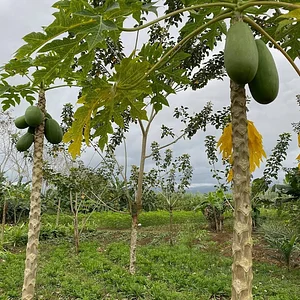 Finca Agroecologica Vivencias Campesinas​