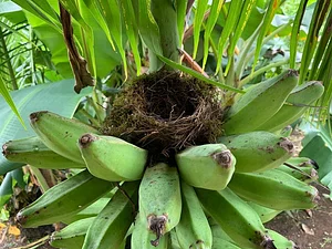 Finca Agroecologica Vivencias Campesinas​