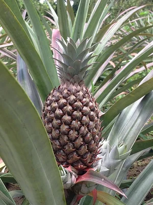 El Retiro Finca Agroecológica