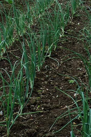El Retiro Finca Agroecológica