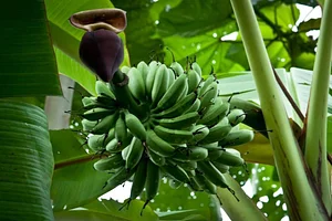 El Retiro Finca Agroecológica