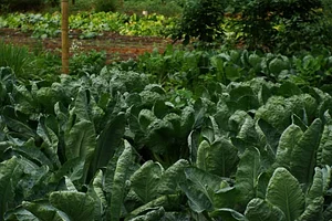 El Retiro Finca Agroecológica